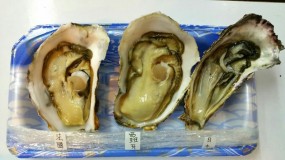 生 / 牡蠣( カキ) / Fresh Oyster
我哋返咗嚟啦( &#180;▽` )ﾉ 即開即食，超特大、極鮮味！
 - 大圍的甘豐寿司