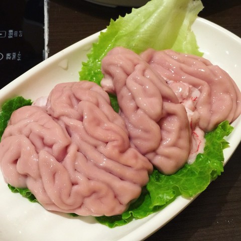 猪脑结构图片